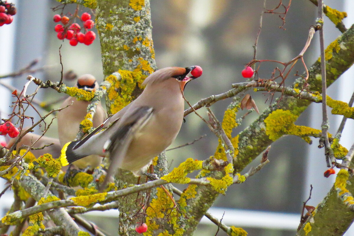 любимое лекомство - shasha1950 любимое лекомство - shasha1950
