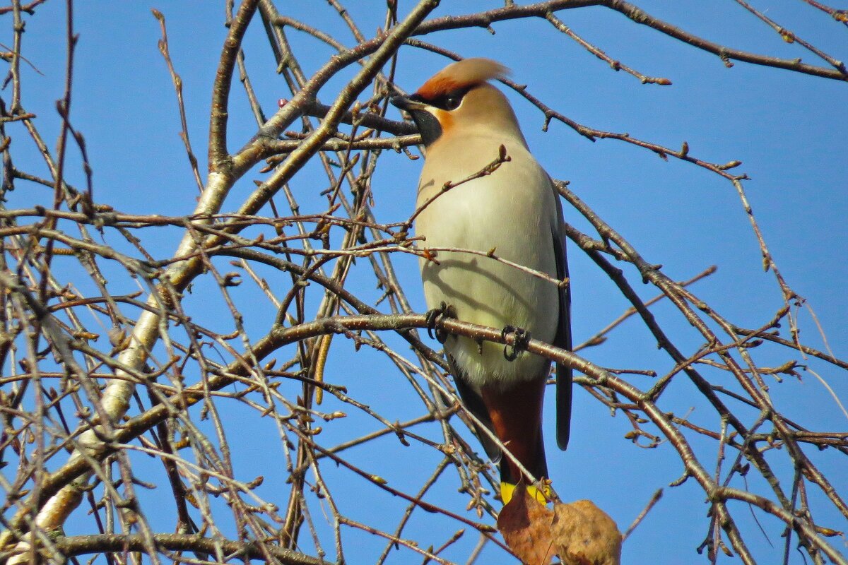 свиристели прилетели - shasha1950 свиристели прилетели - shasha1950