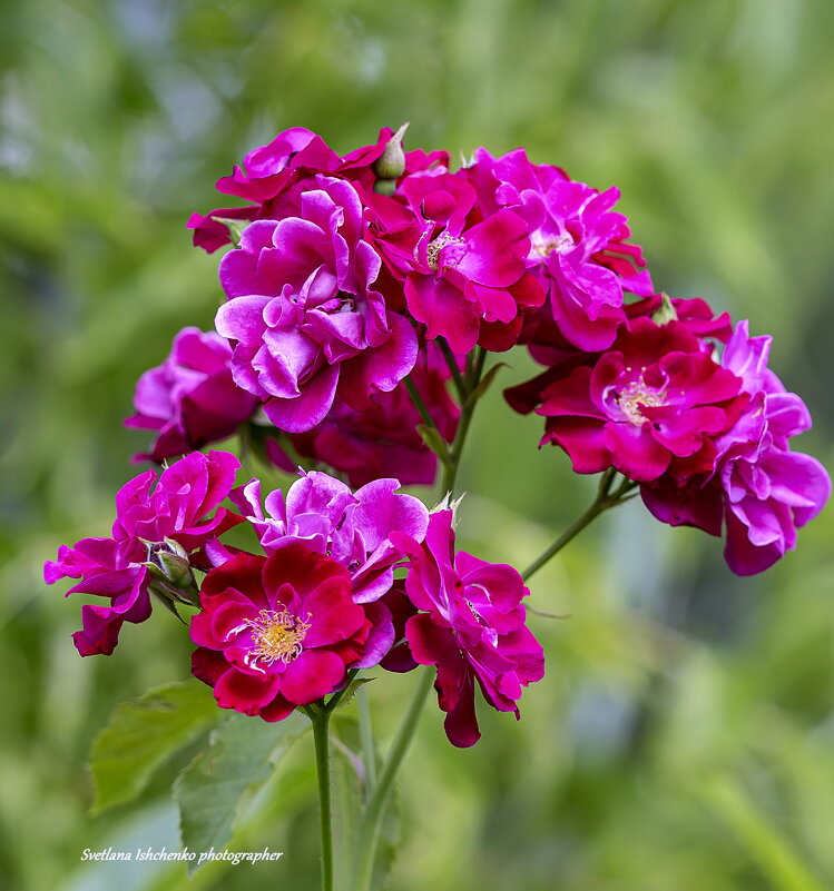 ... - Светлана Ищенко