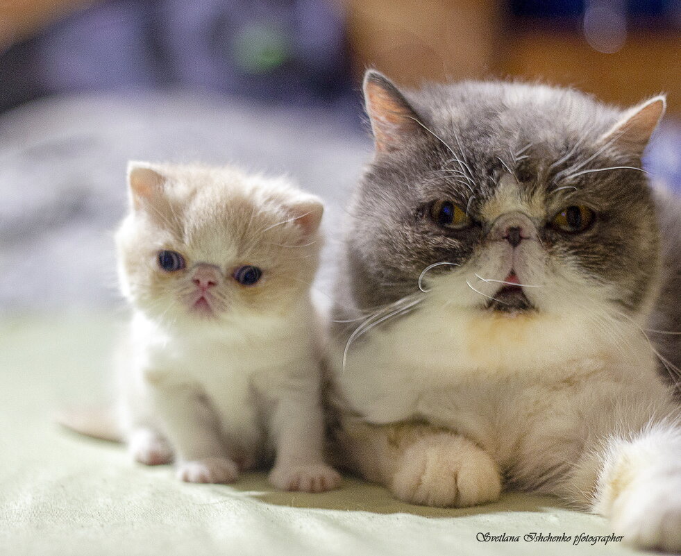 Милота - Светлана Ищенко