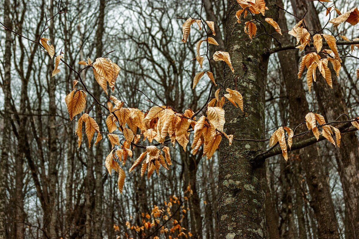 Дерево бук - Игорь Сикорский
