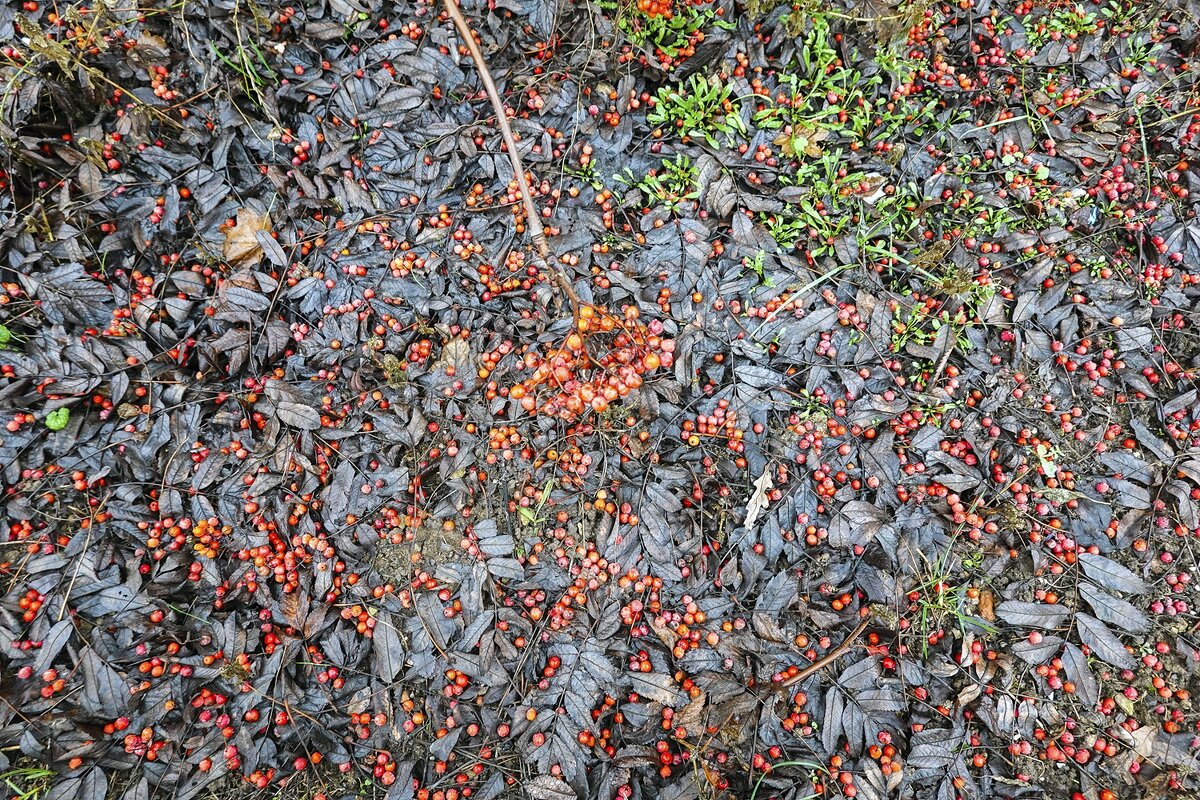 Рябиновый фон - Валерий Иванович