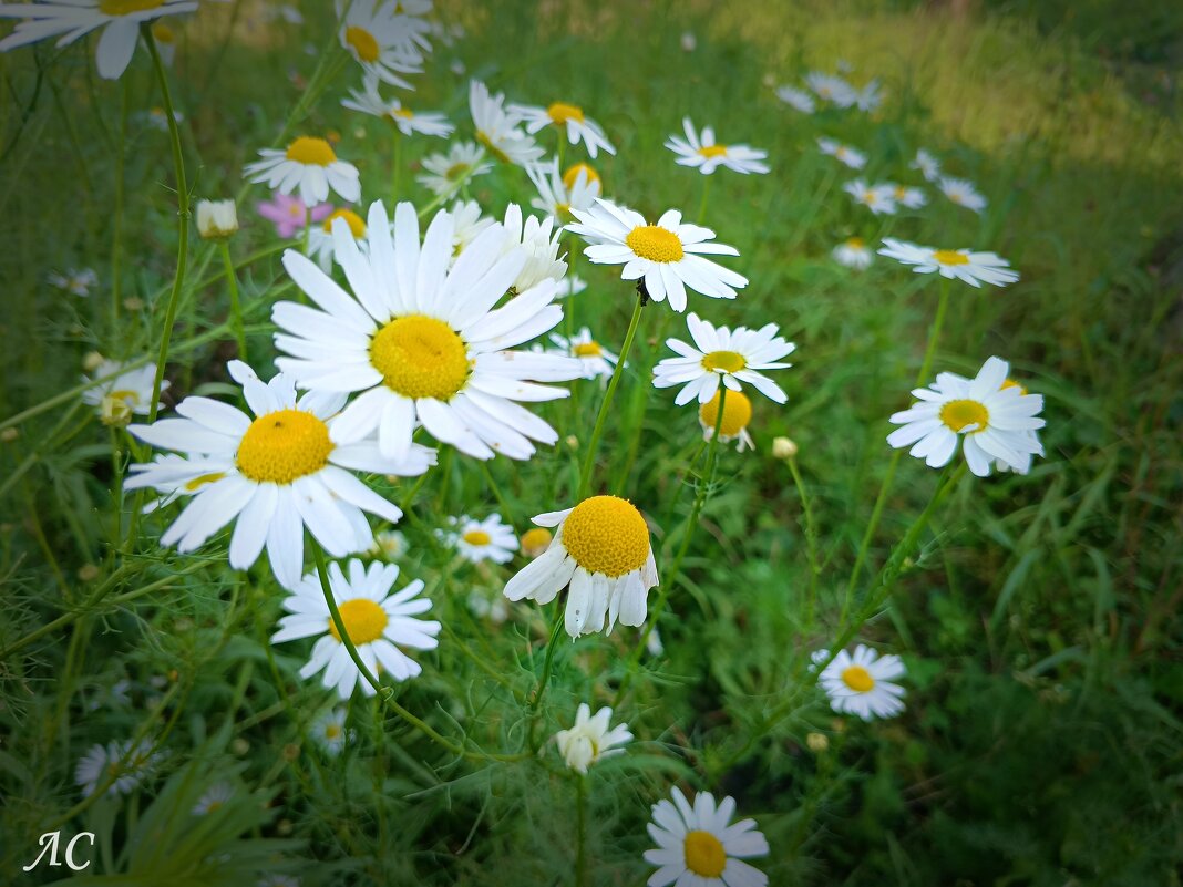 *** - Любовь Сахарова