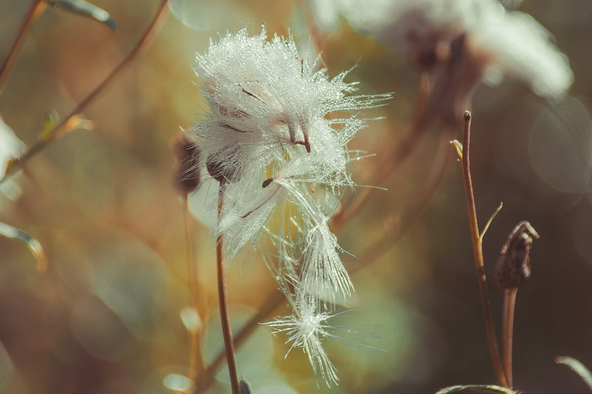 *** - Виктор Иванович Чернюк *** - Виктор Иванович Чернюк