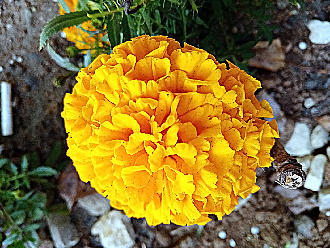 Цветы. - Владимир Драгунский