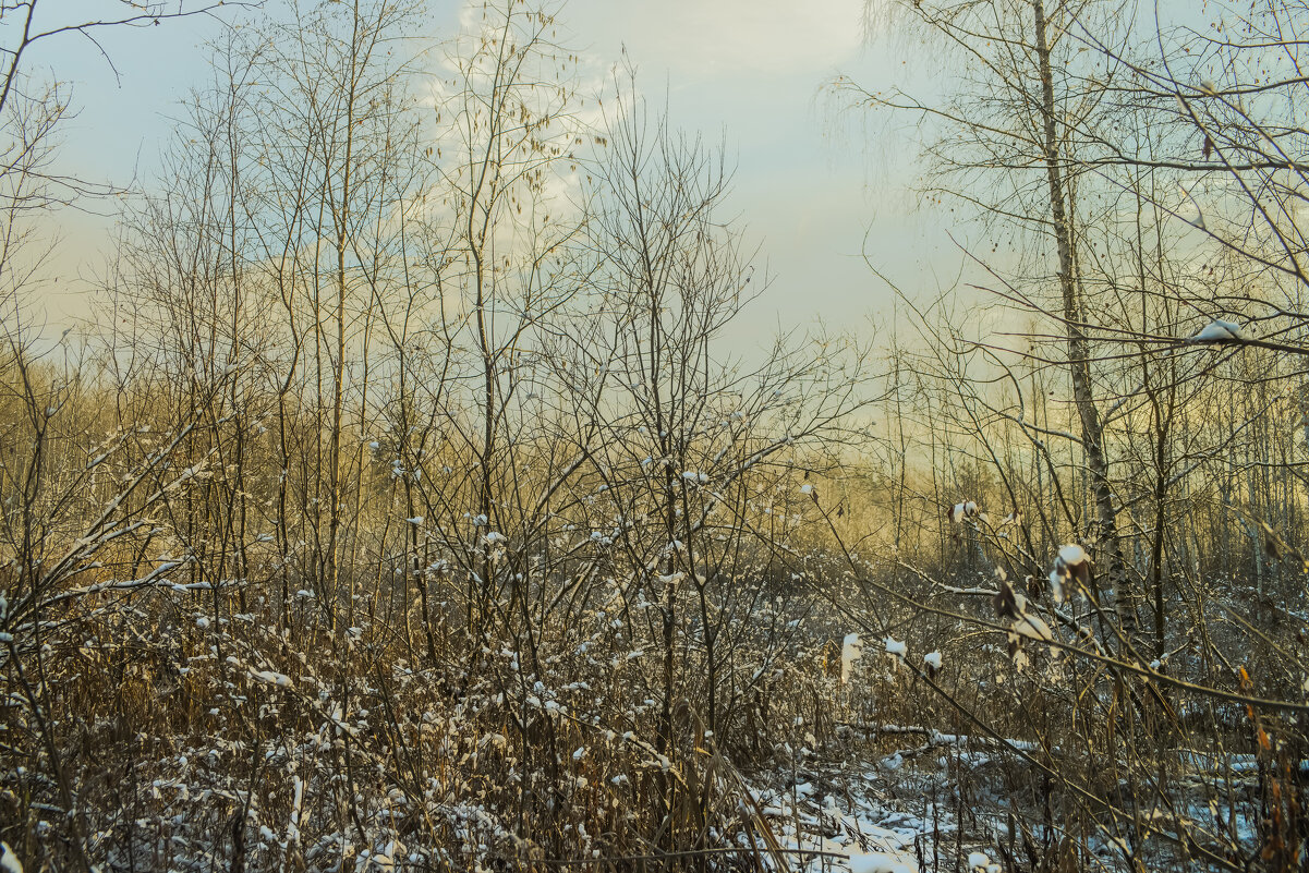 На болоте. - Николай 