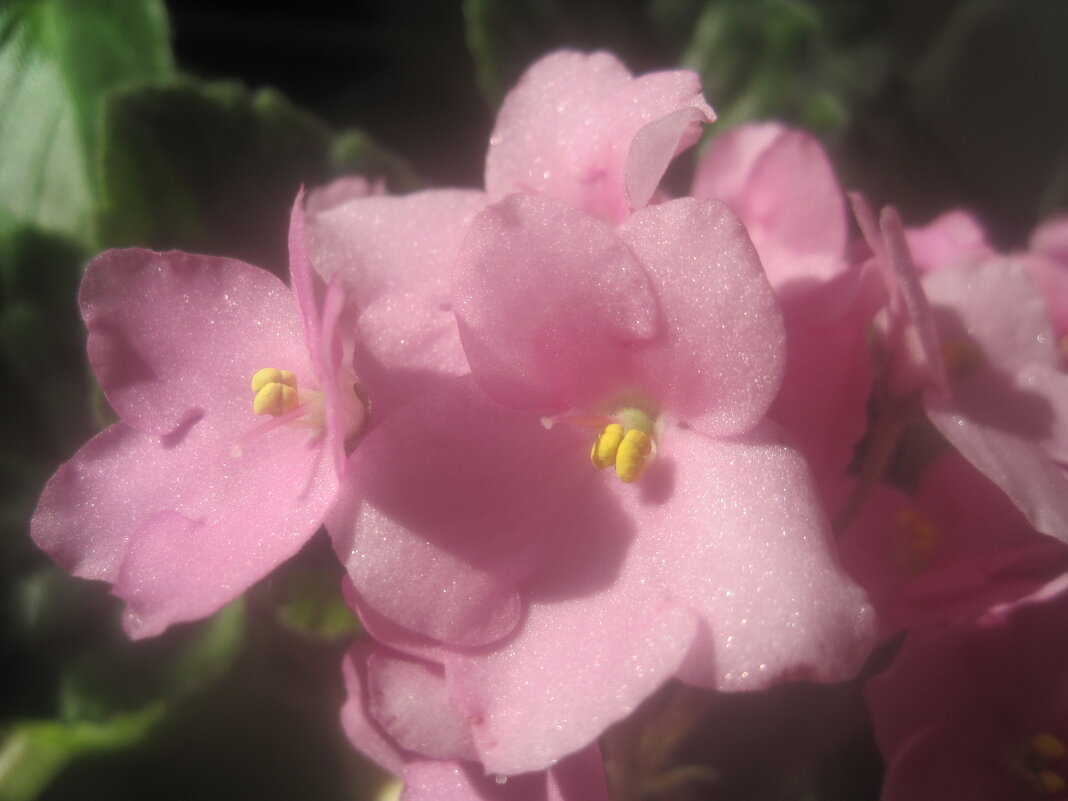 Фиалка - Елена Семигина