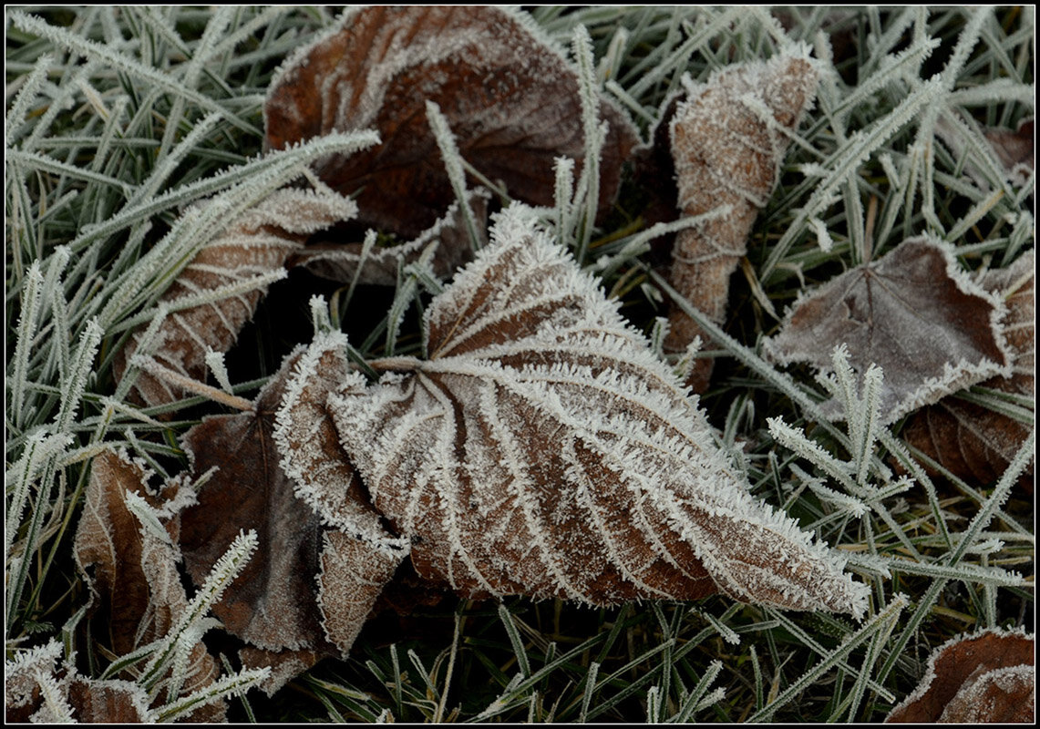 Первый морозец - Aleksandr Gal Первый морозец - Aleksandr Gal