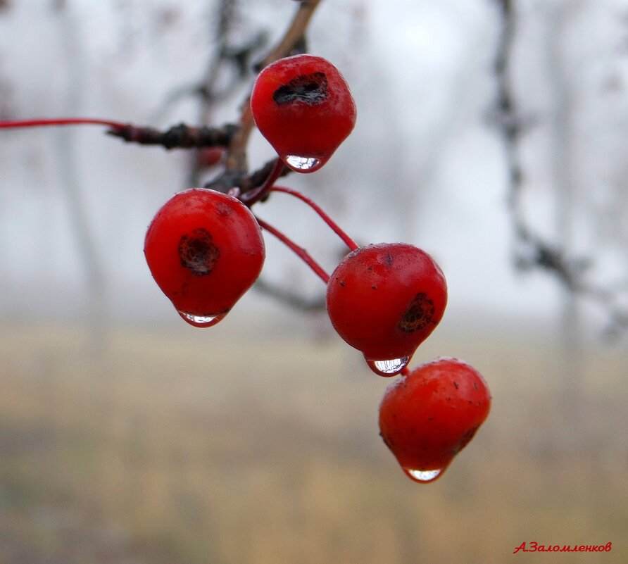 И продолжает слёзы лить ноябрь.. - Андрей Заломленков