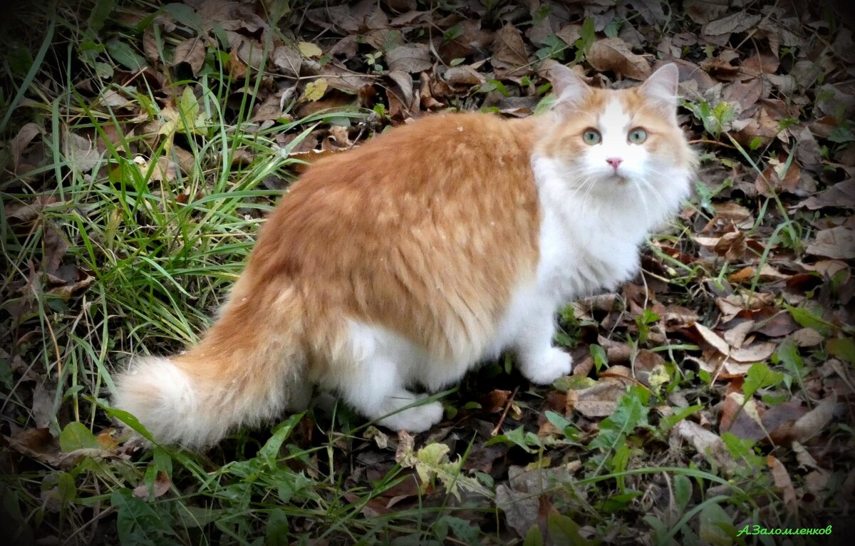 Эх, птички улетают на юг, а как же котики?  :-) - Андрей Заломленков