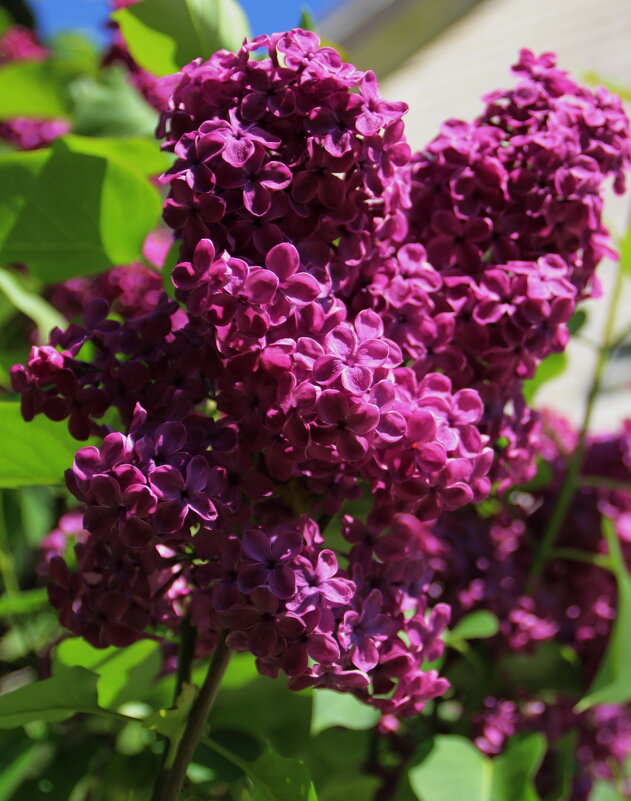 Сиреневое настроение ... - Татьян@ Ивановна Сиреневое настроение ... - Татьян@ Ивановна