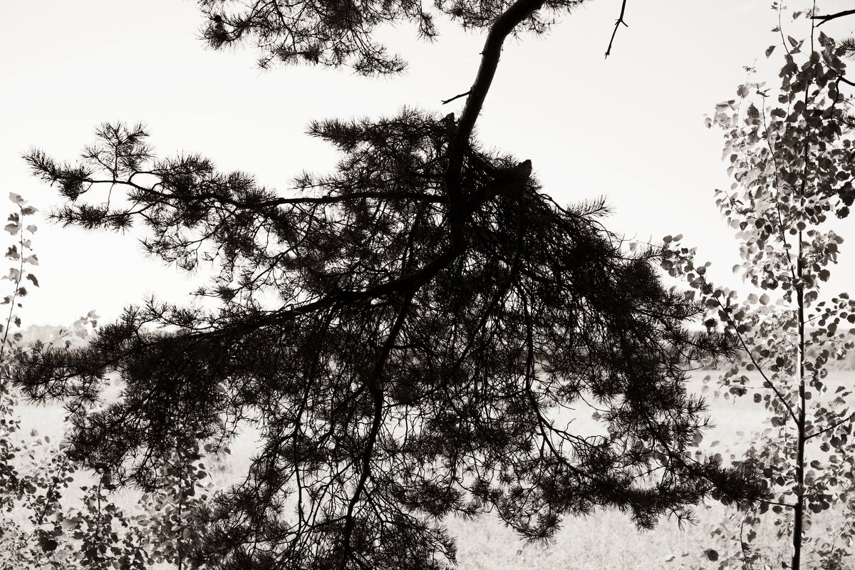 Фотография - Денис Безногов