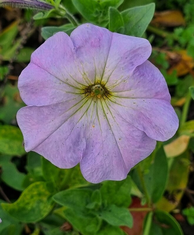Взгляд навстречу зиме... - Наталья 