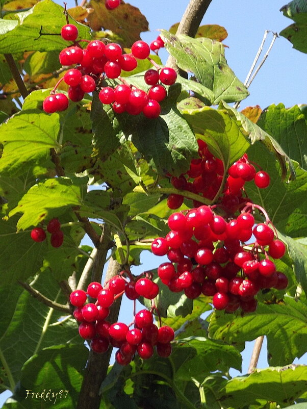 Калина - Freddy 97