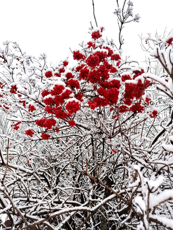 Калина красная.... - Ольга Конькова