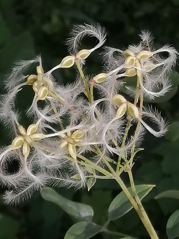 Нежность. - юрий Амосов