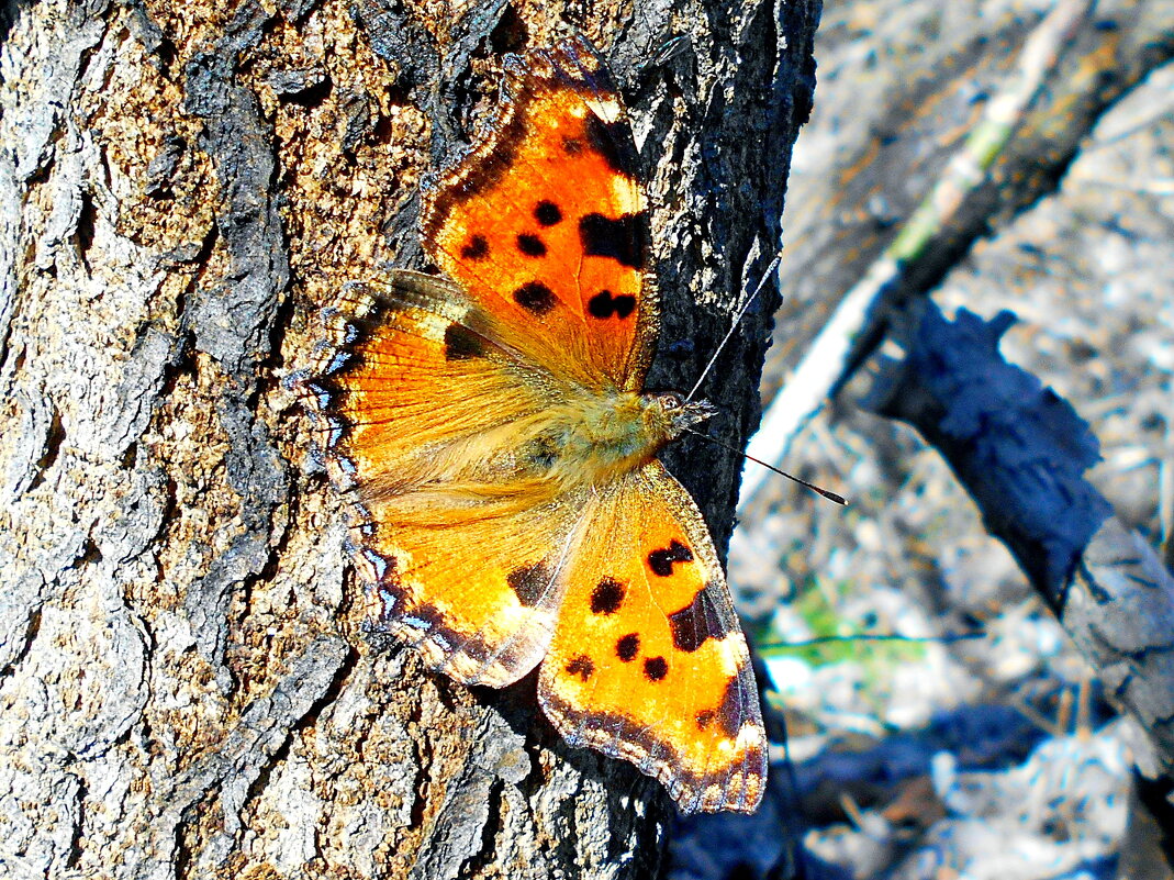 Многоцветница обыкновенная - Константин Штарк