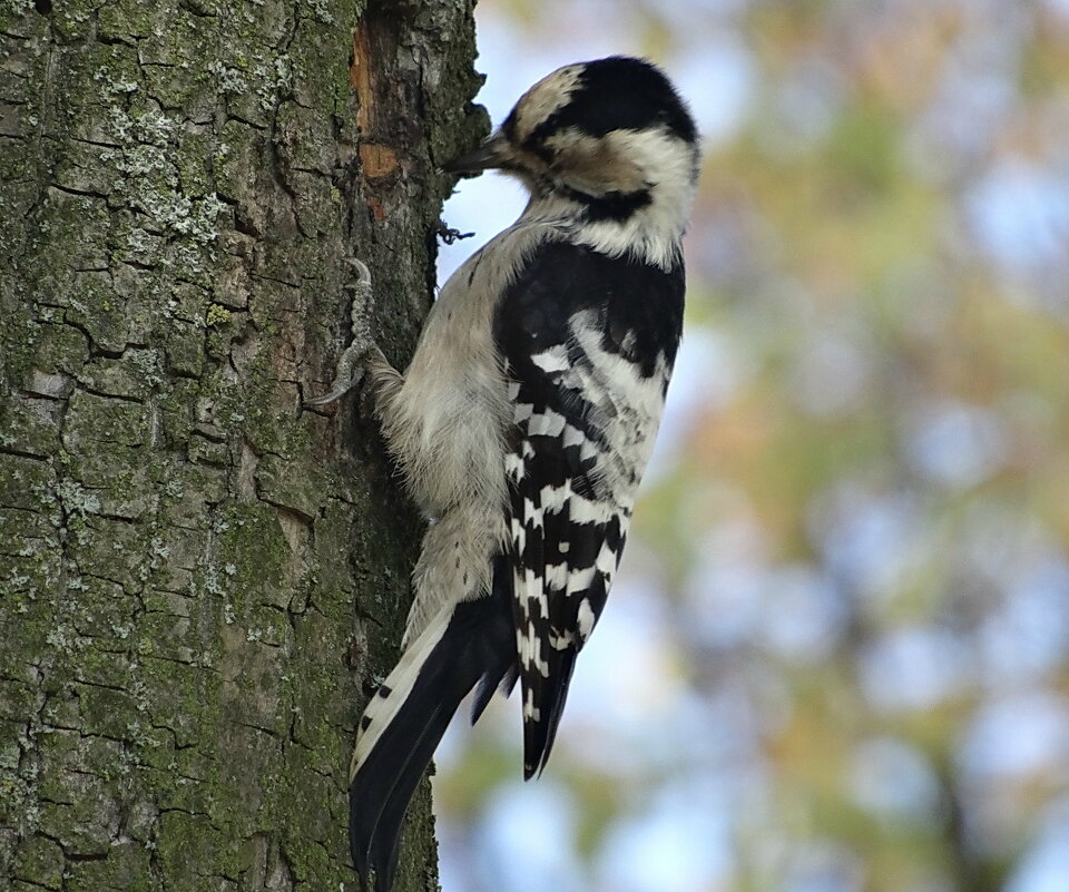 Трудовые будни - PRP 