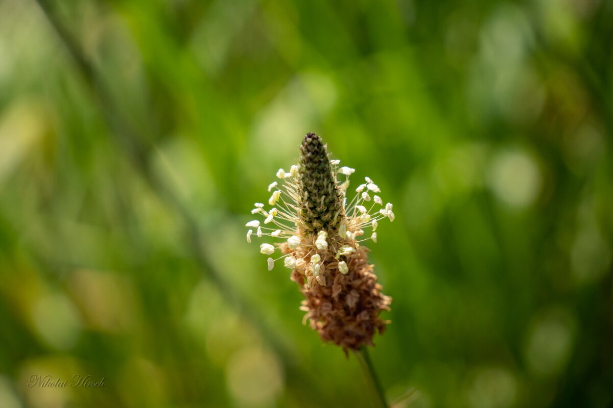 Про подорожник... - Николай Гирш Про подорожник... - Николай Гирш