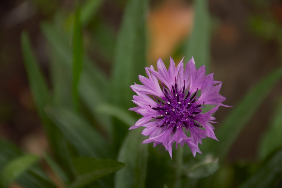 Может лютик? - Юрий Полторыхин. Может лютик? - Юрий Полторыхин.