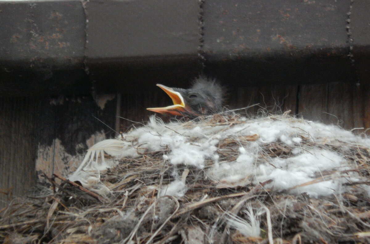первый птенчик мухоловки,самый горлопанистый - Рина Воржева