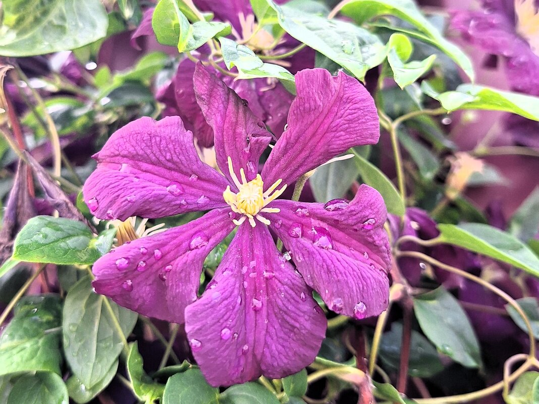 Клематис - Наталья 