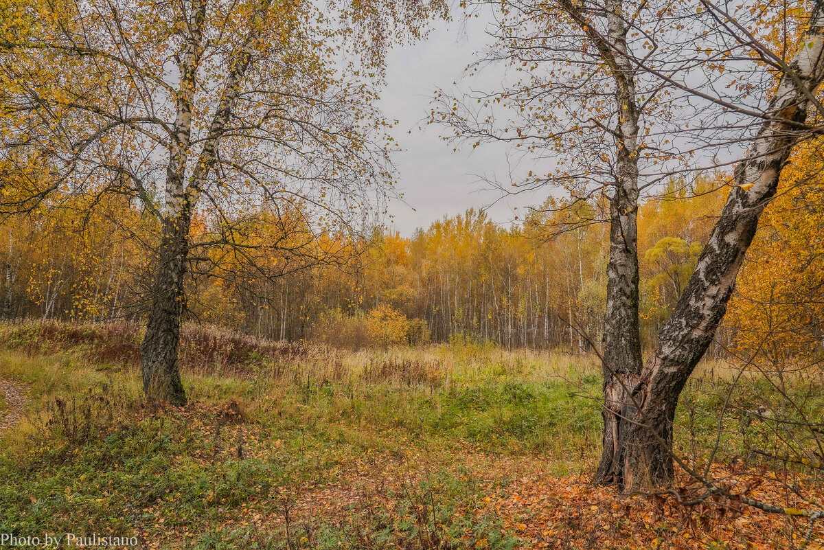 На опушке... - Владимир Жданов