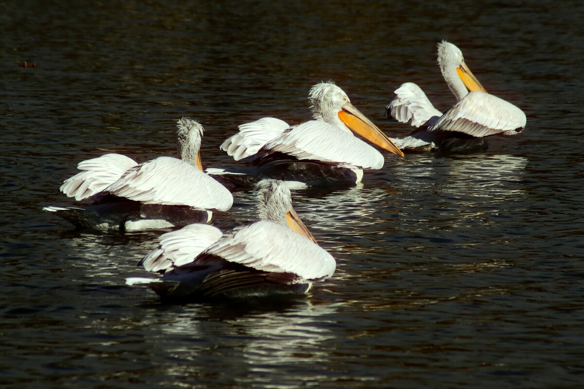 К другим берегам - Юрий. Шмаков