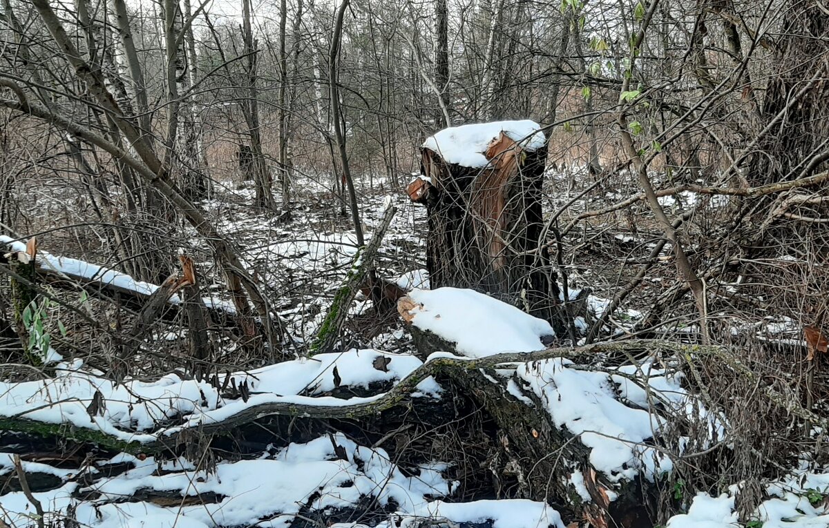 Ноябрь - Наталья Герасимова