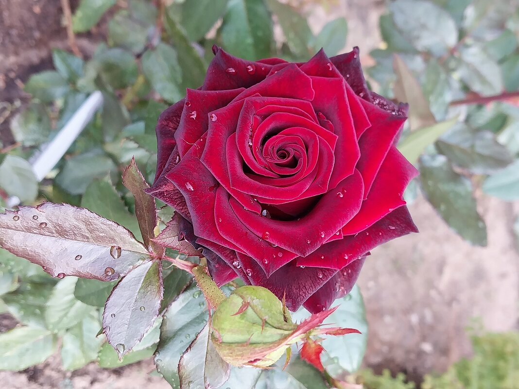 Царица из цариц - роза - Маргарита Б