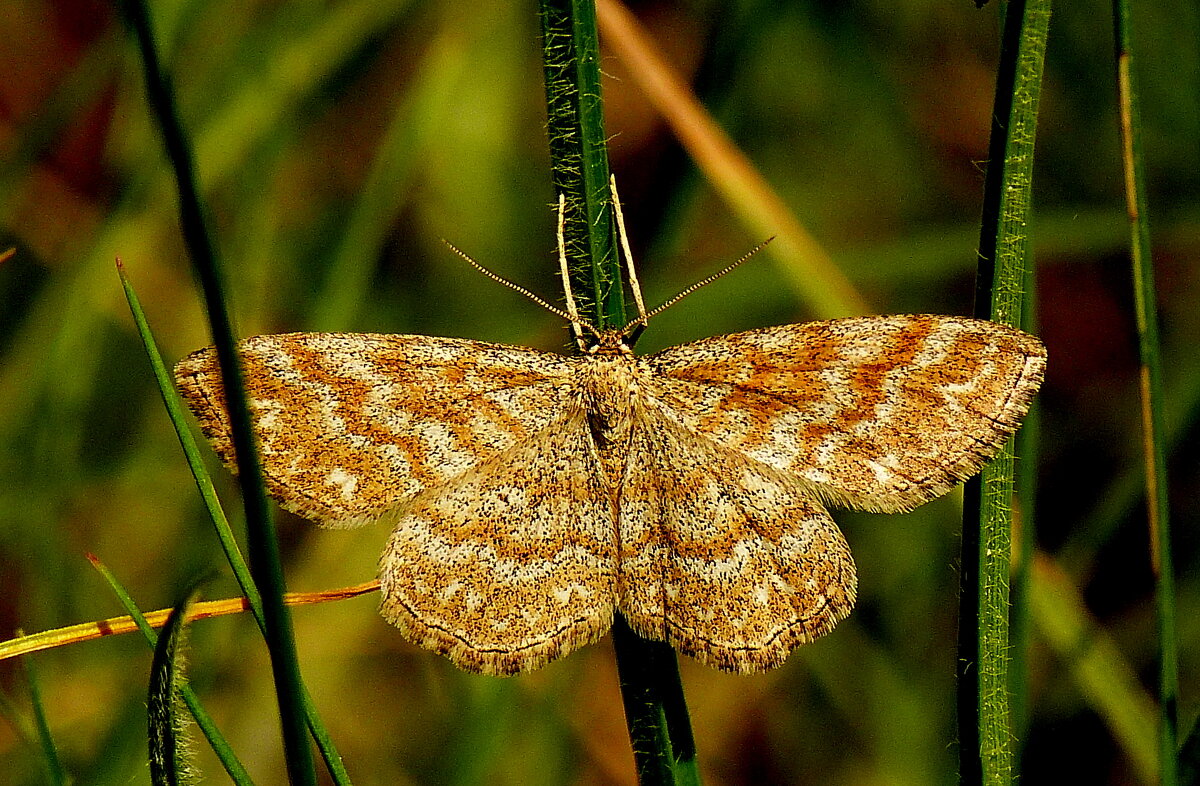 опять про бабочек...88 - Александр Прокудин опять про бабочек...88 - Александр Прокудин