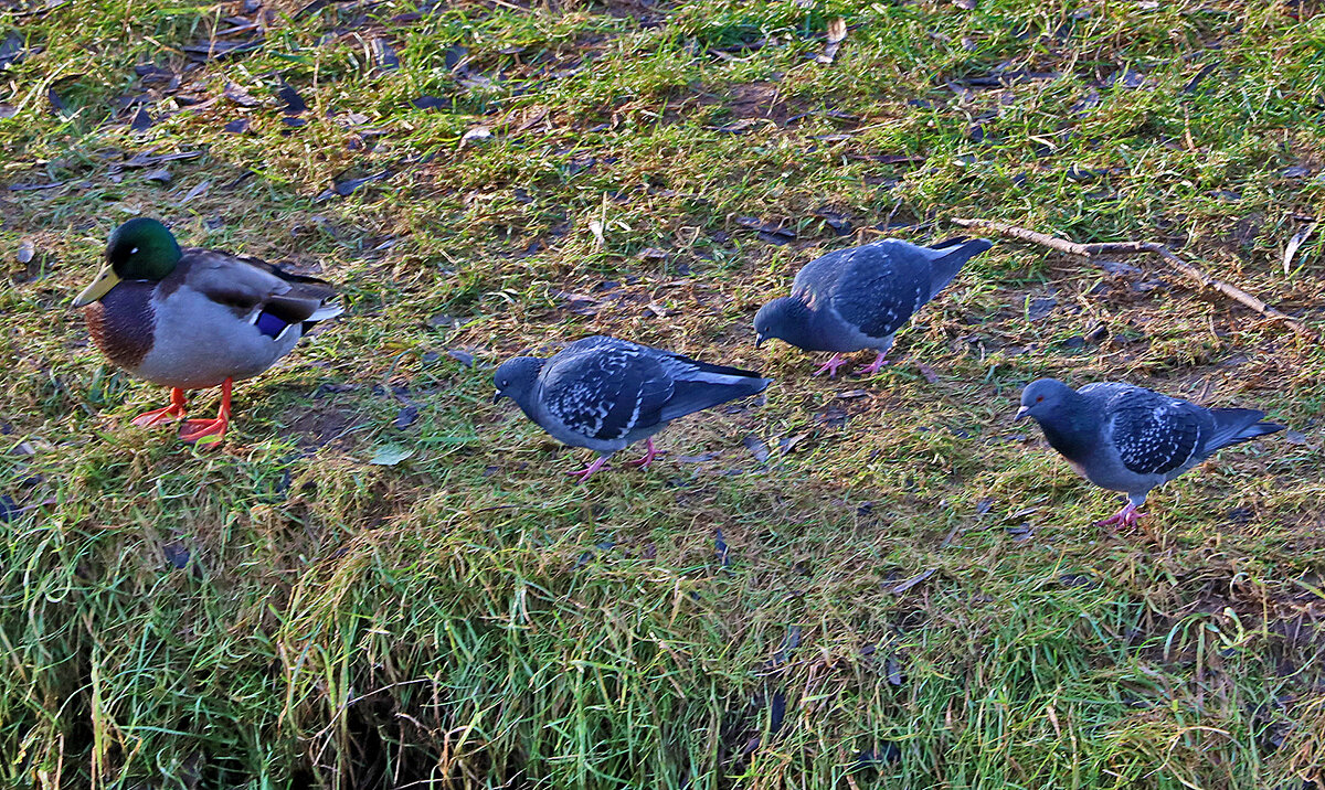 За мной шагом марш! - Светлана 