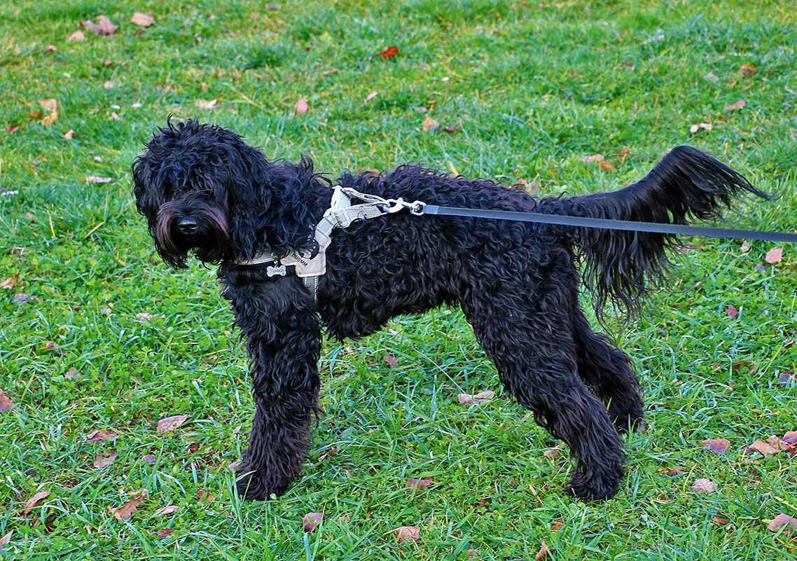 Лабрадудель Туча на прогулке - Светлана 