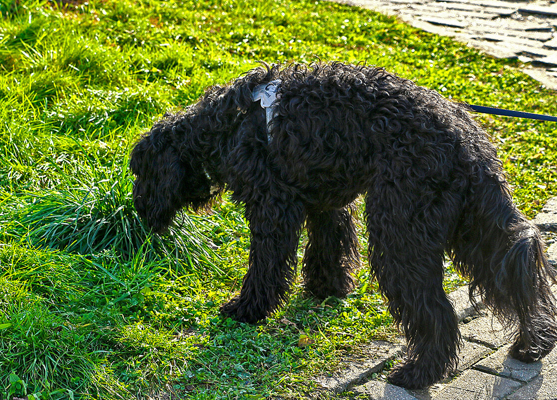 Туча решила пожевать травки - авитаминоз! - Светлана 