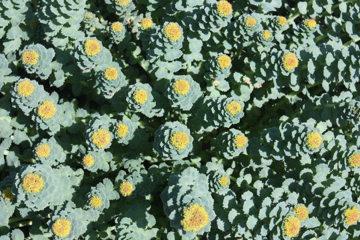 Родиола розовая - Маргарита Б Родиола розовая - Маргарита Б