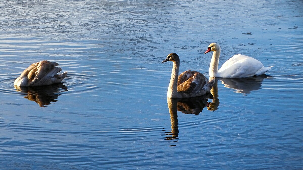 Лебеди в дикой природе. - Милешкин Владимир Алексеевич Лебеди в дикой природе. - Милешкин Владимир Алексеевич