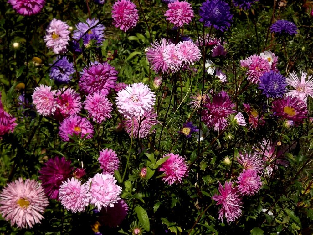 Мои астры! - Нина Андронова Мои астры! - Нина Андронова