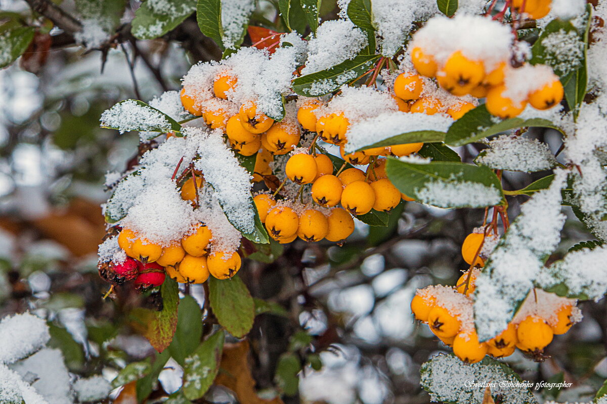 ... - Светлана Ищенко ... - Светлана Ищенко