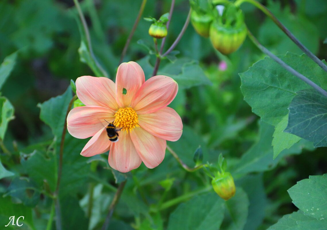 В объективе георгина (серия) - Любовь Сахарова