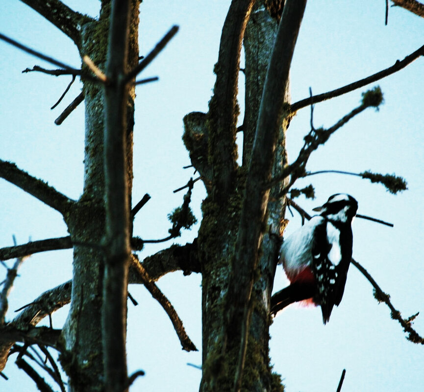 Где вы тут,зимующме букашки!? - Владимир 