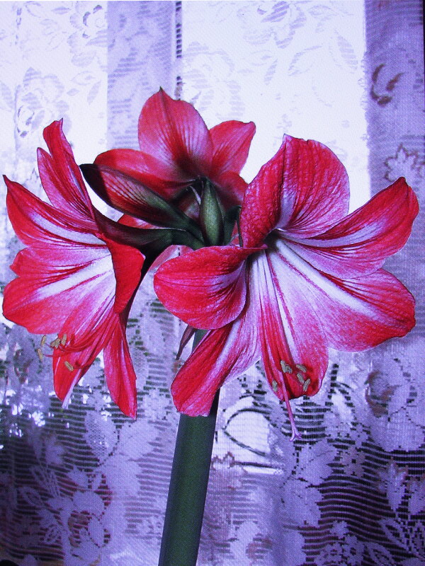 Гиппеаструм в ноябре зацвёл - Людмила Смородинская