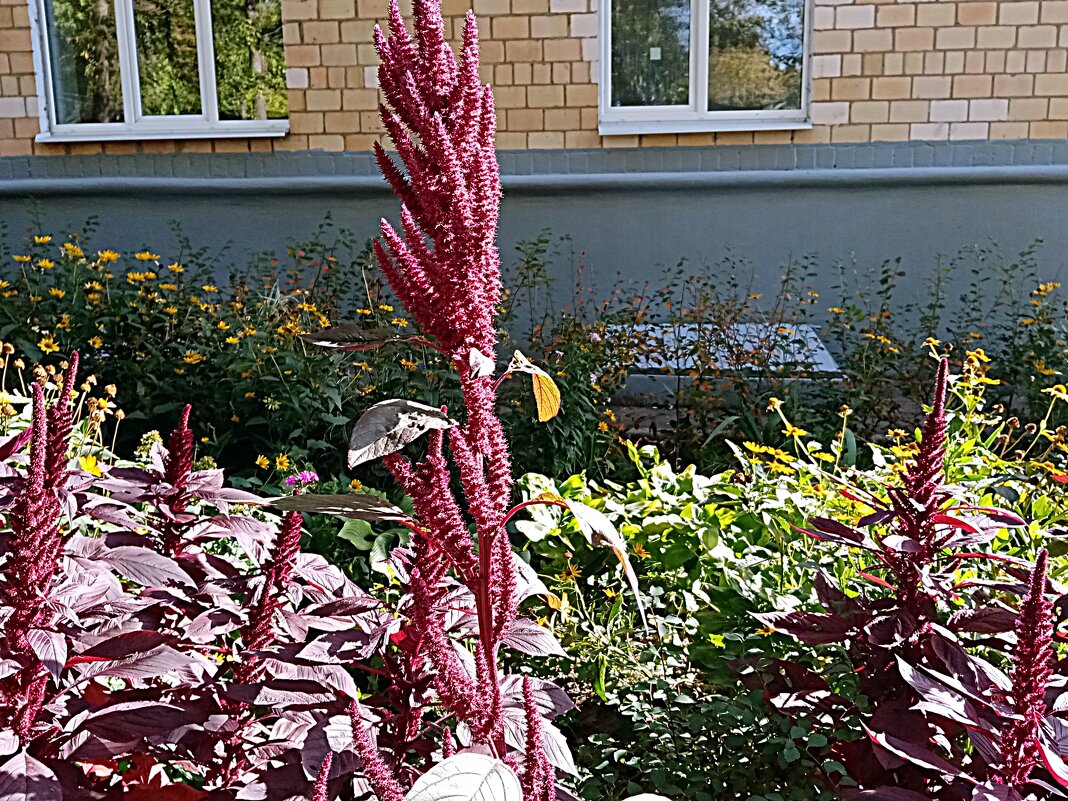 Цветы. - Владимир Драгунский