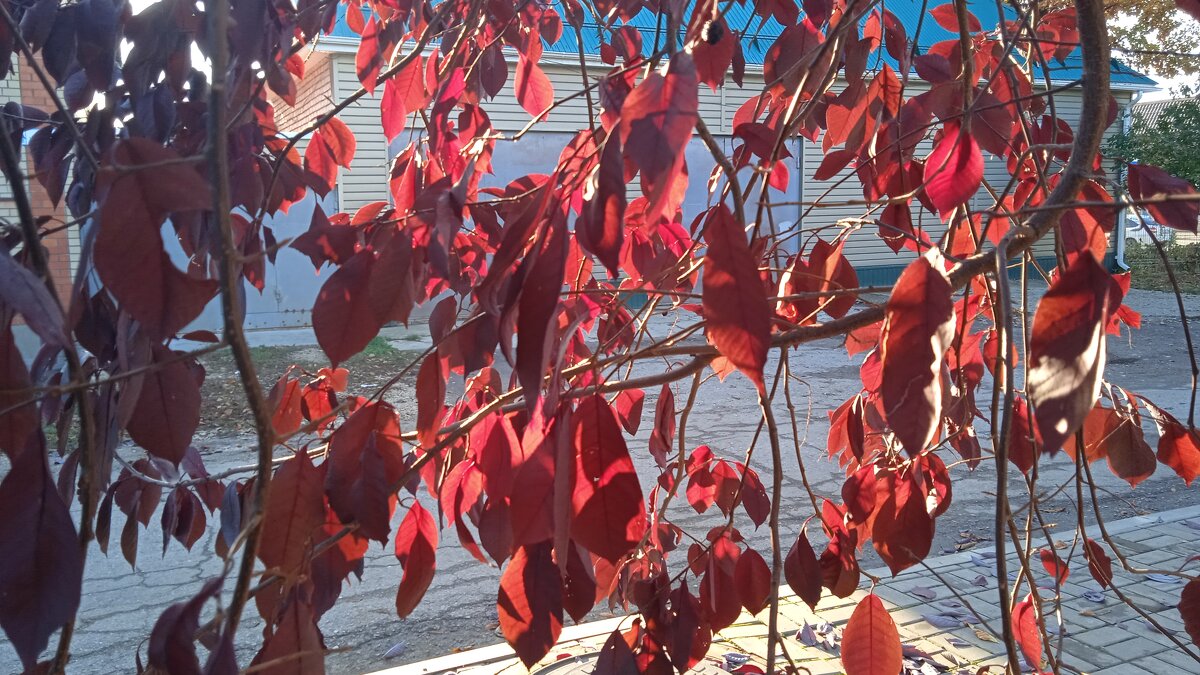 прекрасный октябрь - Елена Шаламова