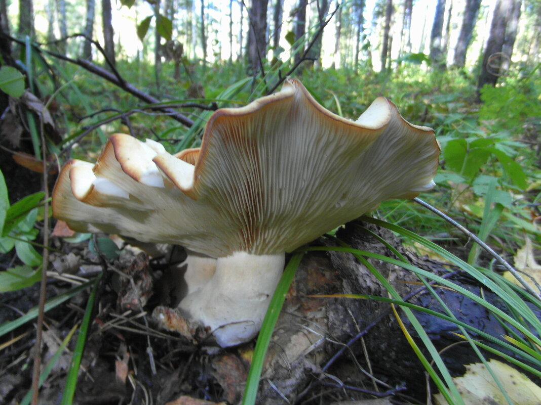 Великан. - nadyasilyuk Вознюк