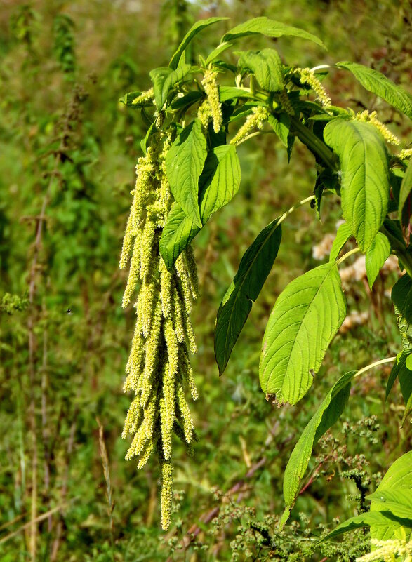 Амарант. - nadyasilyuk Вознюк