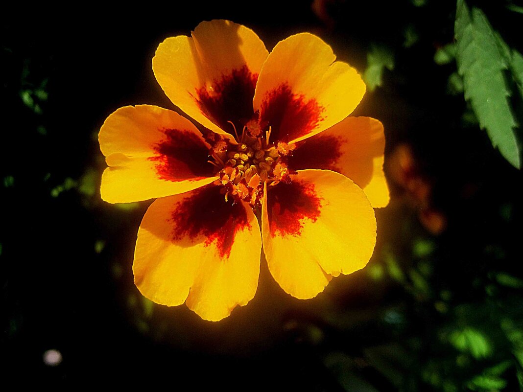 **** - Елена Семигина