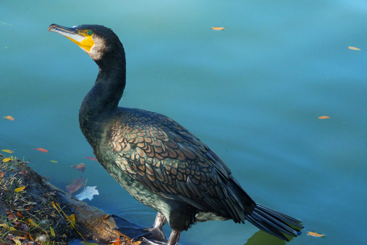 Чёрный  баклан - Валентин Семчишин