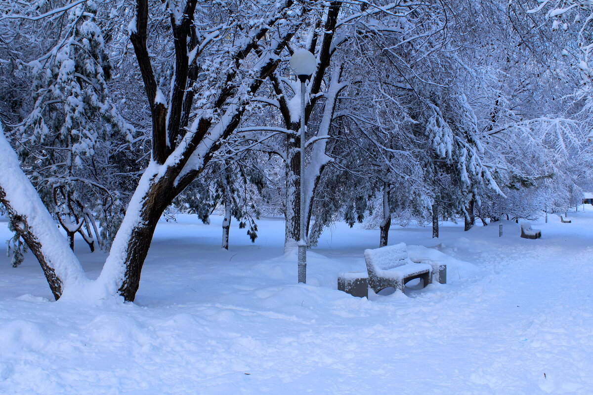 Парк после ночного снегопада - Татьяна Лютаева