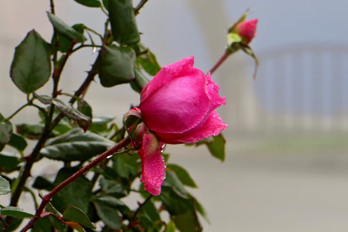 Как трепетны в тумане лепестки... - Татьяна Смоляниченко