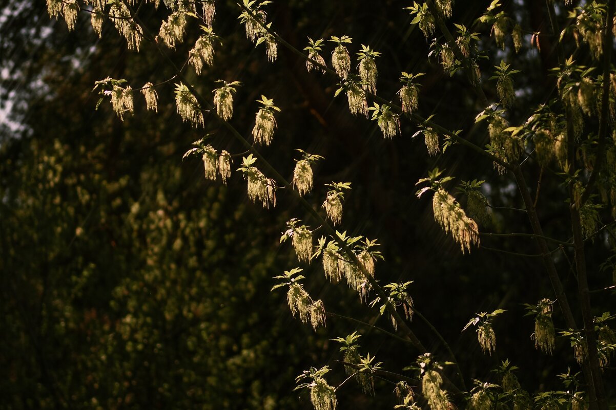 Волшебный свет в лесу - Анастасия Ильина